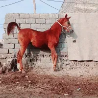 اسب|اسب و تجهیزات اسبسواری|اهواز, کوی علوی|دیوار