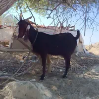 فروش بز ماده 13000000