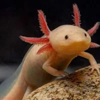 ماهی اروانا