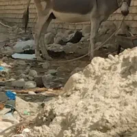 خر نر ۷ساله