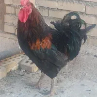 مرغ و خروس و جوجه ۱ ماهه