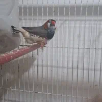 فنچ کینگ|پرنده|مشهد, رده|دیوار