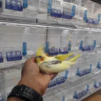 جوجه عروس دوکت