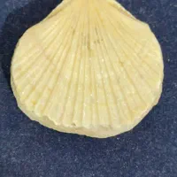 فسیل صدف قدیمی|کلکسیون اشیاء عتیقه|بندرعباس, |دیوار