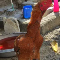 فروش خروس|حیوانات مزرعه|میناب, |دیوار