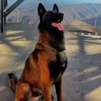 سگ مالینویز نر (جهت کشش)