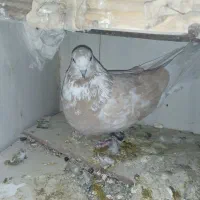 مرغ‌معاوضه‌کبوتر‌با.مرغ|پرنده|بابا حیدر, |دیوار