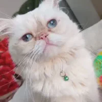 پرشین ردپوینت چشم ابی