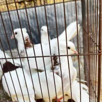 ۷ عدد کفتر طوقی