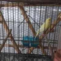 فروش قناری موزایکی