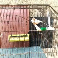 جفت فاعو درجه یک خوش رنگ|پرنده|چمران, |دیوار