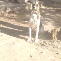 واگذاری توله نر خراسانی|سگ|تربت جام, باغ سنگان سفلی|دیوار