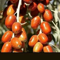 فندق ماکادمیا ،فندق فرتل و سنجد|خدمات باغبانی و درختکاری|چالوس, |دیوار