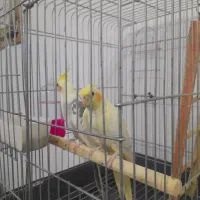 عروس هلندی|پرنده|ایوان, |دیوار