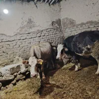 دو عدد گاو هر دوتا ابستن|حیوانات مزرعه|کرفتو, |دیوار