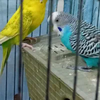 مرغ عشق سالم سالم|پرنده|الیگودرز, |دیوار