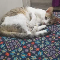 واگذاری گربه dsh نر