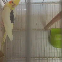 جفتعروسهلندیکاردادهششتخم|پرنده|بردسکن, |دیوار