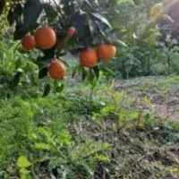 باغ مرکبات دلفارد