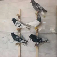 کله سیاه ذات قدیم