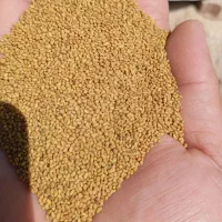 بذر یونجه ماهان درجه یک|خدمات باغبانی و درختکاری|تهران, شادآباد|دیوار