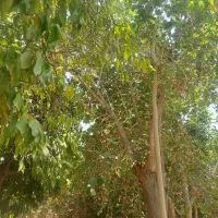 زمین-1800-متری-محدوده-اوج-جاده-اصلی-شوش