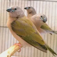 5 جوجه فنچ گلدین سبز سینه بنفش