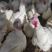 بوقلمون گوشتی