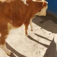 یک رآس گوساله سیمینتال درجه یک|حیوانات مزرعه|سراجو, |دیوار