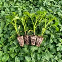 نشا گوجه برنتا ، بدرو ، بروویو|خدمات باغبانی و درختکاری|کهنوج, |دیوار