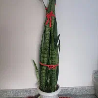 چند عدد گل طبیعی. نخ نساجی اعلا گیلویی 250