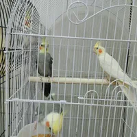 پنچ عدد عروس هلندی ودو عدد مرغ عشق|پرنده|زارچ, |دیوار