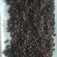 کشمش بیدانه گوشتی  درشت آفتاب خشک پاک شده