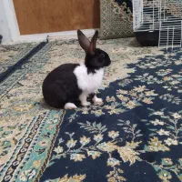 خرگوش|موش و خرگوش|اسفراین, |دیوار