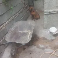 فروشی|سگ|گالیکش, |دیوار