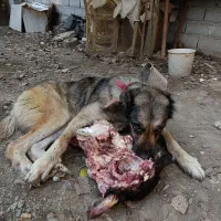 سگ  ماده ۳ساله