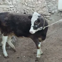 گاو ماده سیمنتال شرابی درجه یک|حیوانات مزرعه|ماهنشان, |دیوار