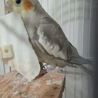 دوعدد عروس هلندی