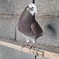 کفتر پرشی|پرنده|سیرجان, |دیوار