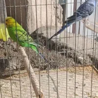 چند جفت.مرغ عشق وعروس هلندی تک و جفت ب شرط تخم|پرنده|علیآباد کتول, |دیوار