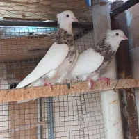 کبوتر طوقی|پرنده|کرج, شهرک طالقانی|دیوار