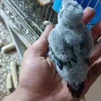 جوجه گرینچیک سریلاکی|پرنده|اردکان, |دیوار