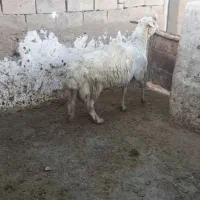 شیشک قوچ زانو زن