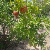 باغچه قاضی بالا