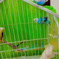 پرنده خانگی