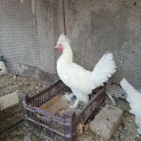 جوجه خروس سلطان و فری|حیوانات مزرعه|نیشابور, بنیاد شهید|دیوار