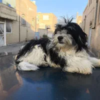 سگ شیتزو|سگ|یزد, |دیوار