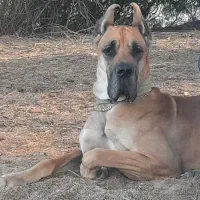 سگ گریت دین نر ۴ ساله|سگ|اهواز, کمپلو شمالی|دیوار