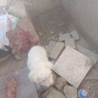 سگ پاکوتا نر سفید|سگ|نرماشیر, |دیوار