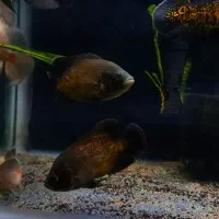 ماهی اسکار|ماهی|شاهینشهر, خانه کارگر|دیوار